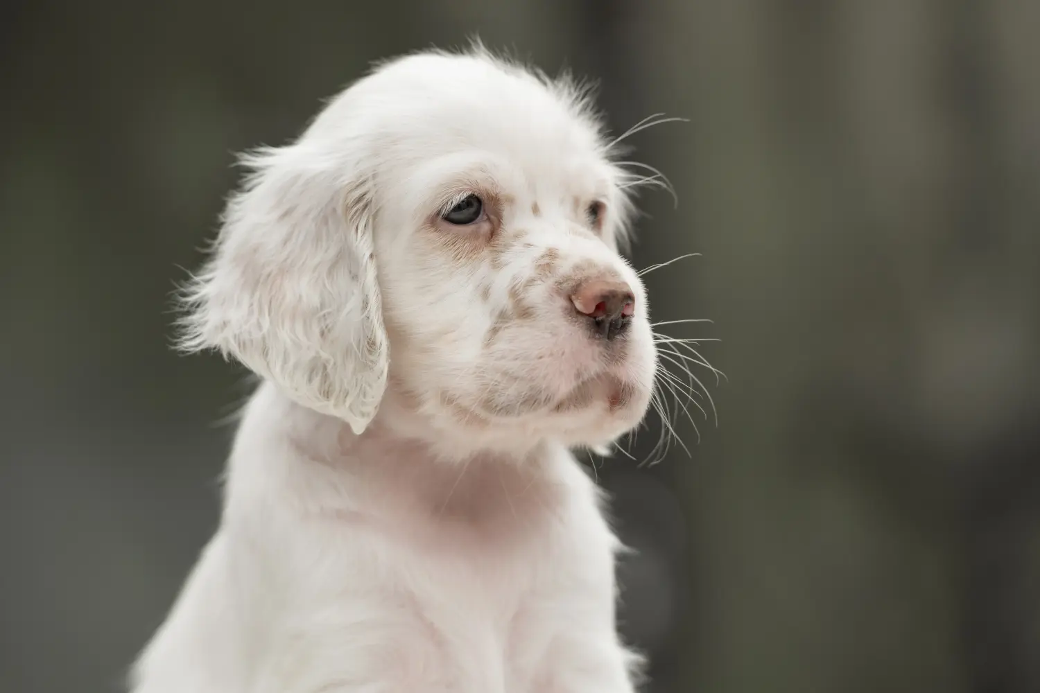 Acheter un chiot Setter anglais, c'est prendre des responsabilités ! Acheter des chiots setter anglais.