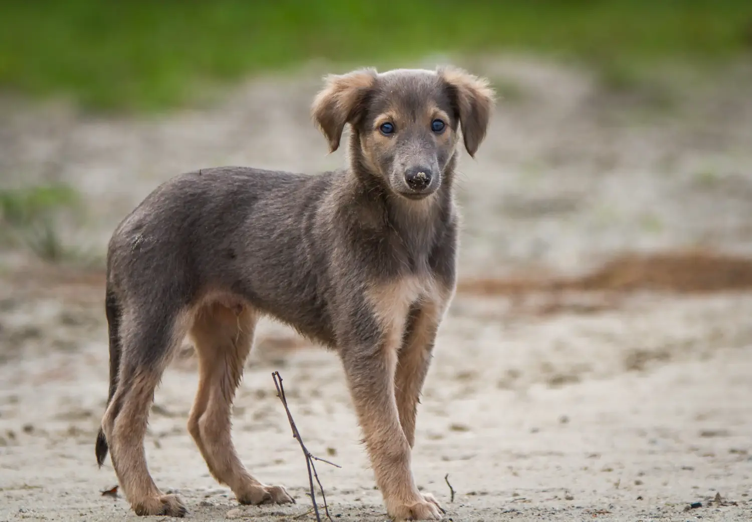 Acheter un chiot Silken Windsprite, c'est prendre ses responsabilités ! Acheter des chiots Silken Windsprite.