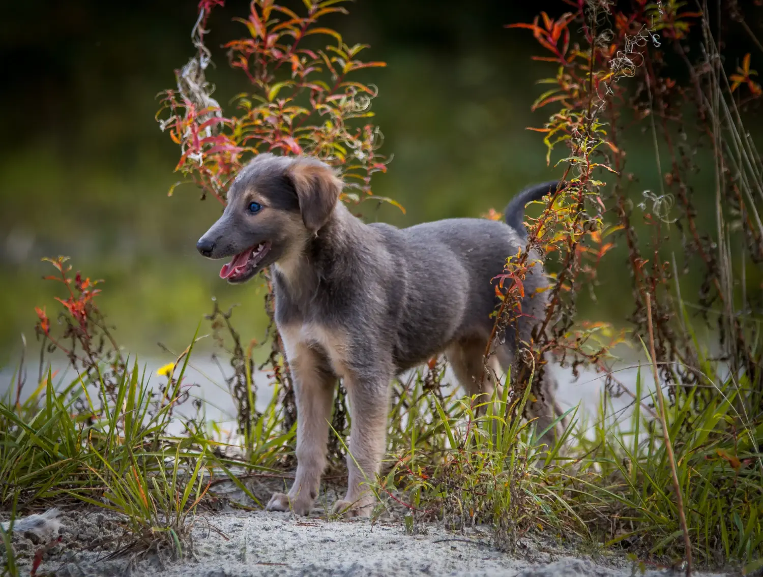 Acheter un chiot Silken Windsprite, c'est prendre ses responsabilités ! Acheter des chiots Silken Windsprite.