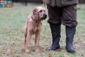 Lire la suite à propos de l’article Éleveurs et chiots de chèvres à poil dur de Styrie en Bourgogne-Franche-Comté