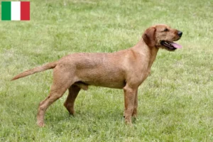 Lire la suite à propos de l’article Éleveurs et chiots de chèvres à poil dur de Styrie en Italie
