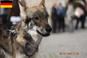 Lire la suite à propos de l’article Sylvan Companion Dog Éleveurs et chiots en France