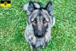 Lire la suite à propos de l’article Sylvan Companion Dog Éleveurs et chiots en Baden-Württemberg