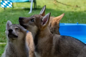 Lire la suite à propos de l’article Sylvan Companion Dog Éleveurs et chiots en Bavière