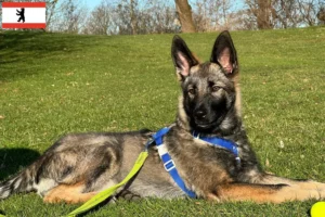 Lire la suite à propos de l’article Sylvan Companion Dog Éleveurs et chiots à Berlin