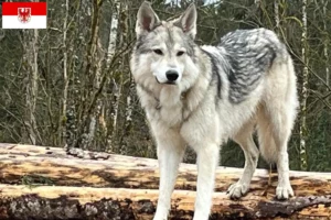Lire la suite à propos de l’article Sylvan Companion Dog Éleveurs et chiots dans le Brandebourg
