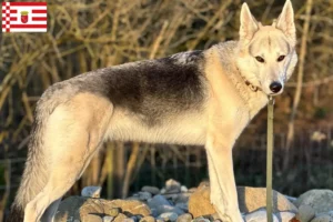 Lire la suite à propos de l’article Sylvan Companion Dog Éleveurs et chiots à Brême