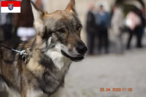 Lire la suite à propos de l’article Sylvan Companion Dog Éleveurs et chiots en Hesse