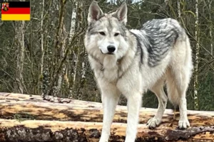 Lire la suite à propos de l’article Sylvan Companion Dog Éleveurs et chiots en Rhénanie-Palatinat