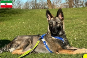 Lire la suite à propos de l’article Sylvan Companion Dog Éleveurs et chiots en Rhénanie-du-Nord-Westphalie
