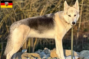 Lire la suite à propos de l’article Sylvan Companion Dog Éleveurs et chiots en Sarre