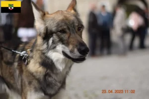 Lire la suite à propos de l’article Sylvan Companion Dog Éleveurs et chiots en Saxe-Anhalt