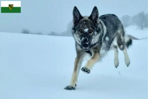 Lire la suite à propos de l’article Sylvan Companion Dog Éleveurs et chiots en Saxe