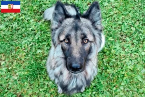Lire la suite à propos de l’article Sylvan Companion Dog Éleveurs et chiots en Schleswig-Holstein