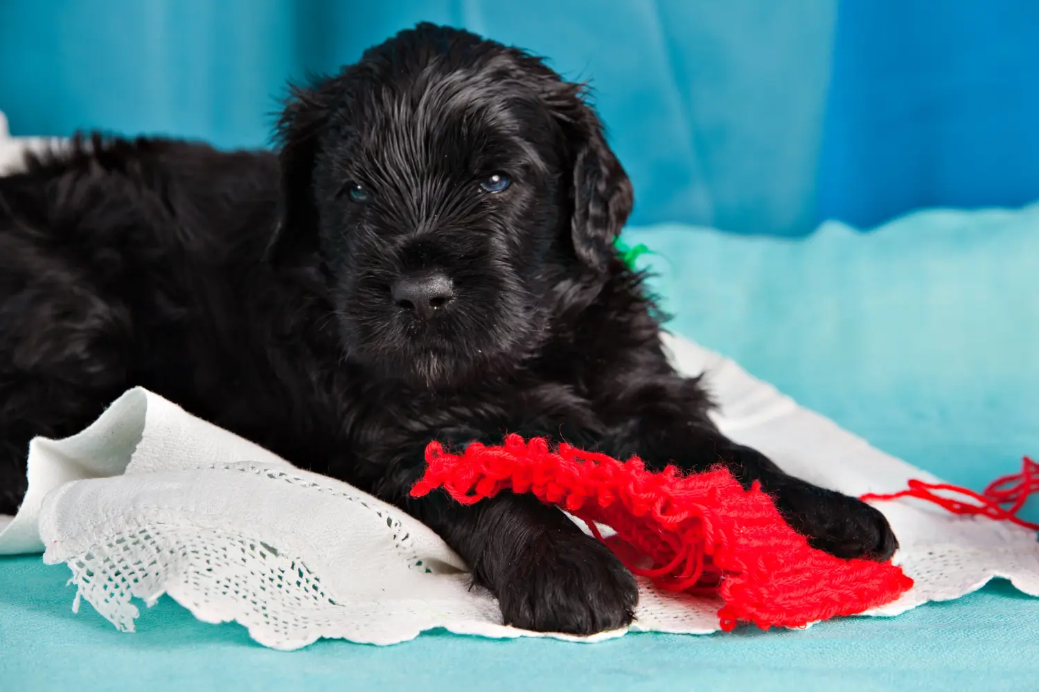 Acheter un chiot Terrier noir russe, c'est prendre ses responsabilités ! Acheter un chiot Terrier noir russe.