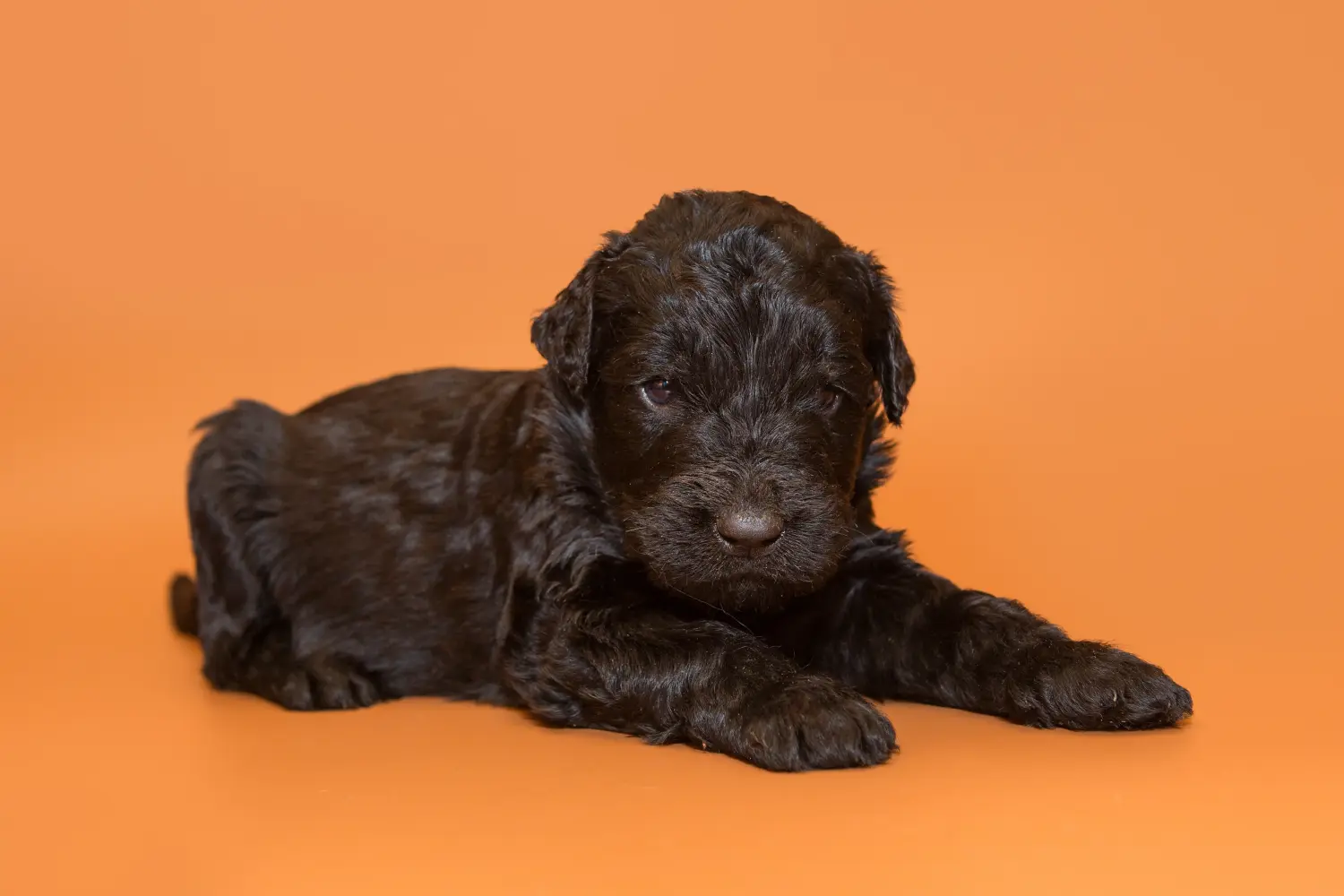 Acheter un chiot Terrier noir russe, c'est prendre ses responsabilités ! Acheter un chiot Terrier noir russe.