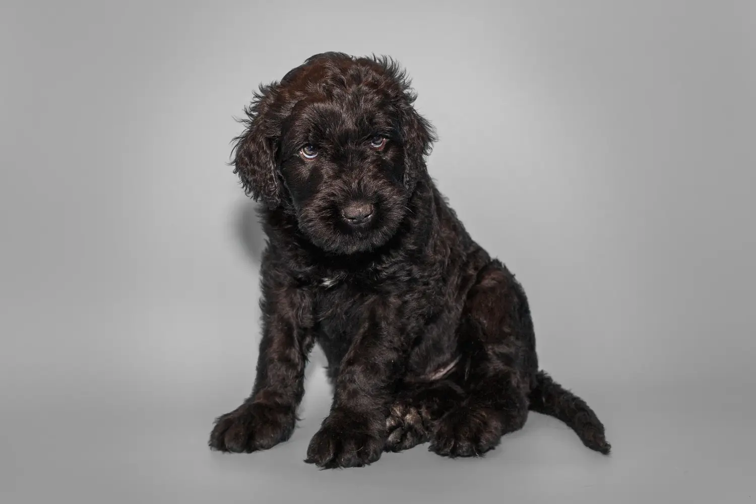 Acheter un chiot Terrier noir russe, c'est prendre ses responsabilités ! Acheter un chiot Terrier noir russe.
