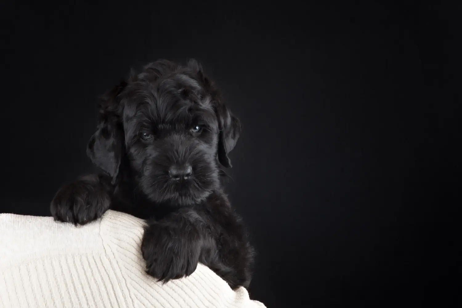 Acheter un chiot Terrier noir russe, c'est prendre ses responsabilités ! Acheter un chiot Terrier noir russe.
