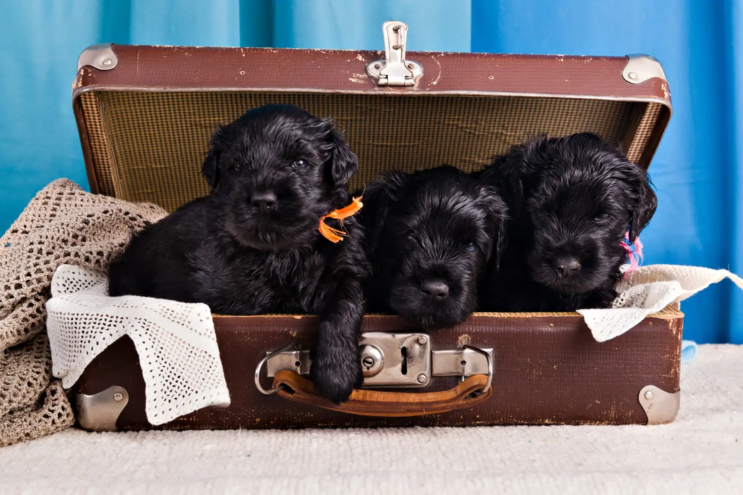 Acheter un chiot Terrier noir russe, c'est prendre ses responsabilités ! Acheter un chiot Terrier noir russe.