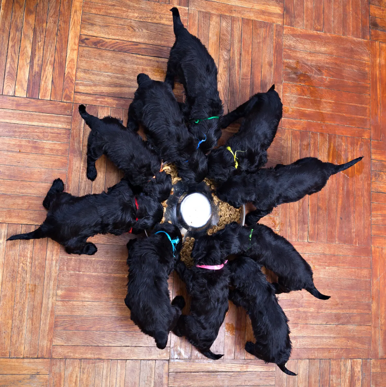 Acheter un chiot Terrier noir russe, c'est prendre ses responsabilités ! Acheter un chiot Terrier noir russe.