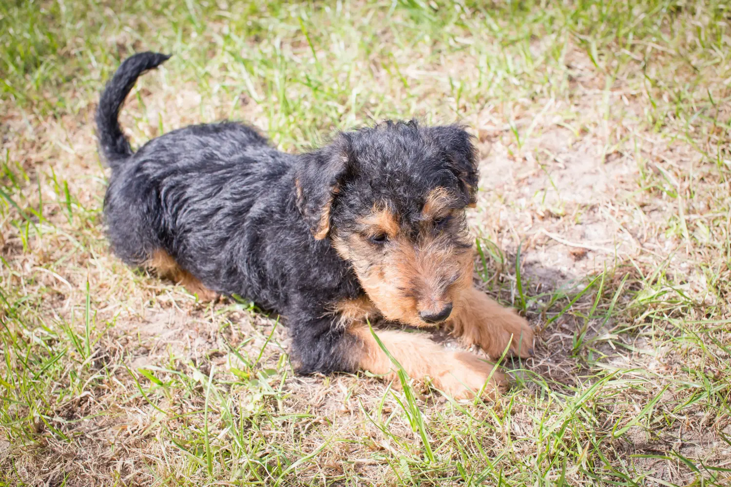 Acheter un chiot Welsh Terrier, c'est prendre ses responsabilités ! Acheter un chiot Welsh Terrier.