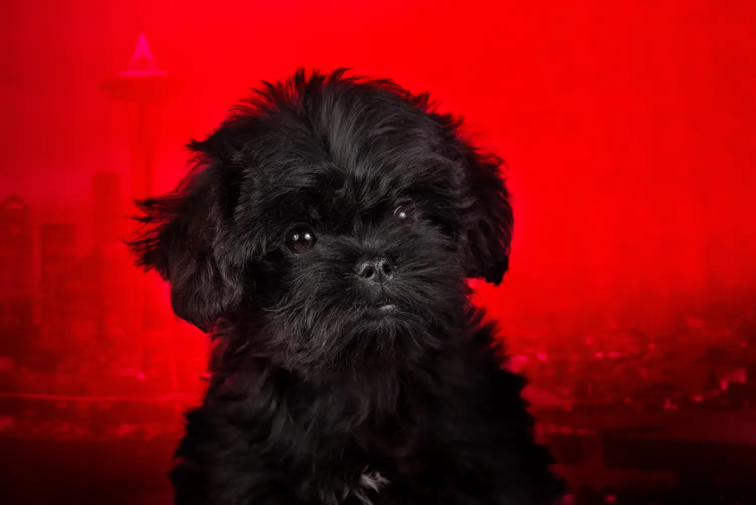 Acheter un chiot Affenpinscher, c'est prendre ses responsabilités ! Acheter des chiots Pinscher.