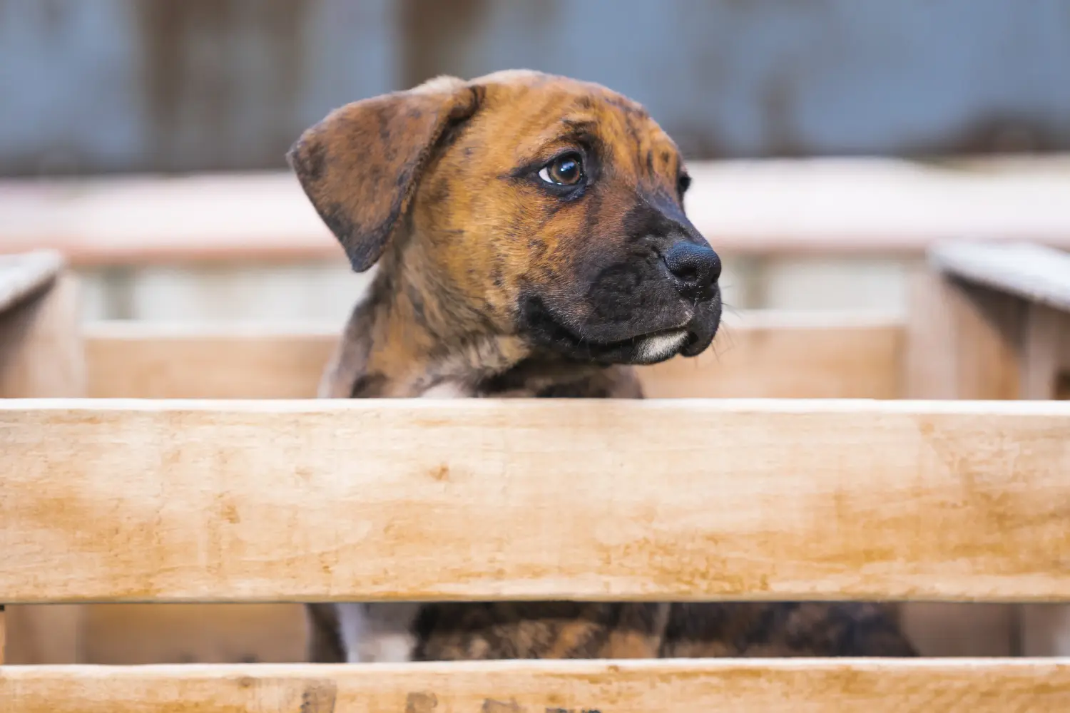 Acheter un chiot Alano Español, c'est prendre ses responsabilités ! Acheter des chiots Alano Español.