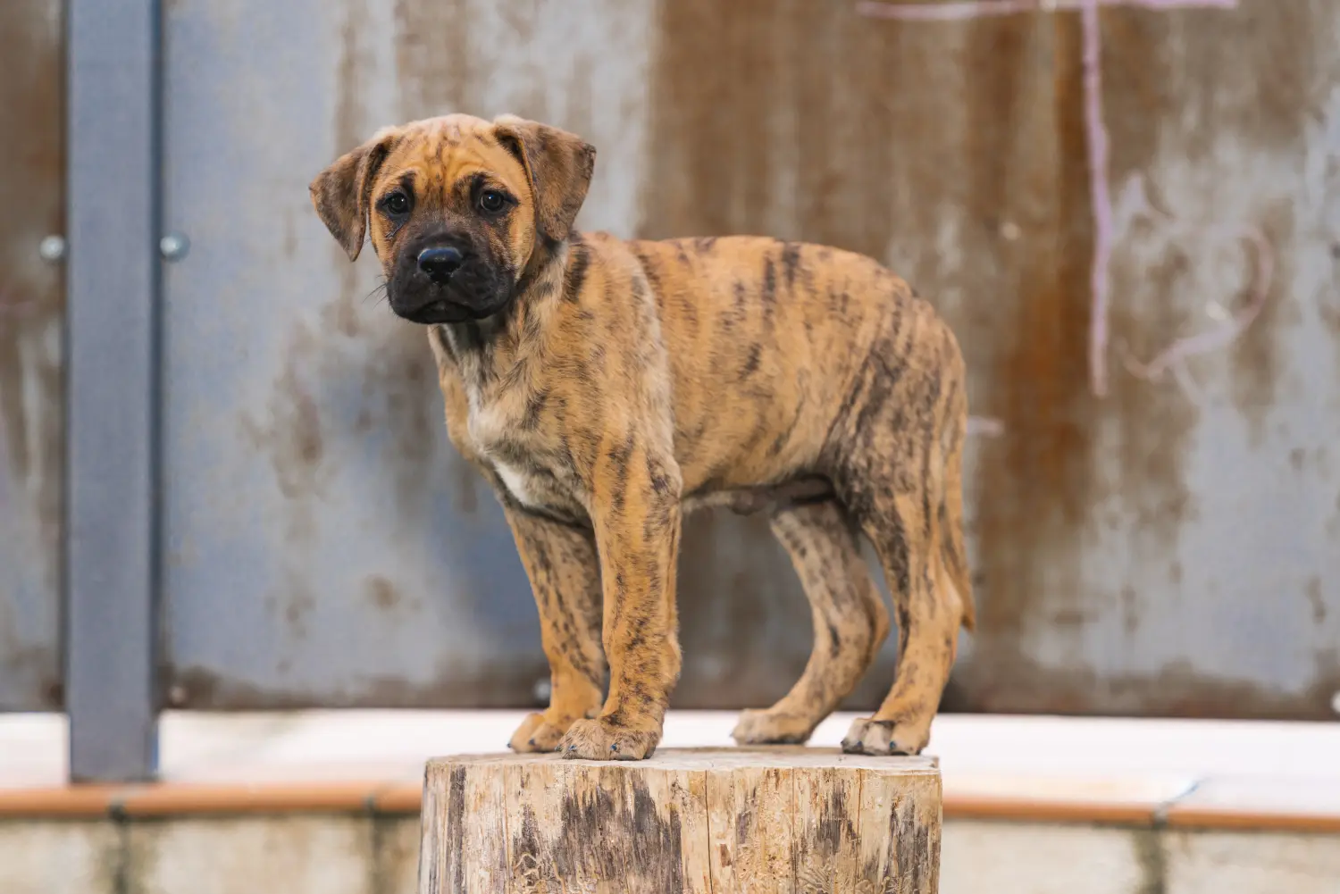 Acheter un chiot Alano Español, c'est prendre ses responsabilités ! Acheter des chiots Alano Español.