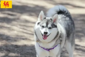 Lire la suite à propos de l’article Alaskan Klee Kai Éleveurs et chiots en Région wallonne