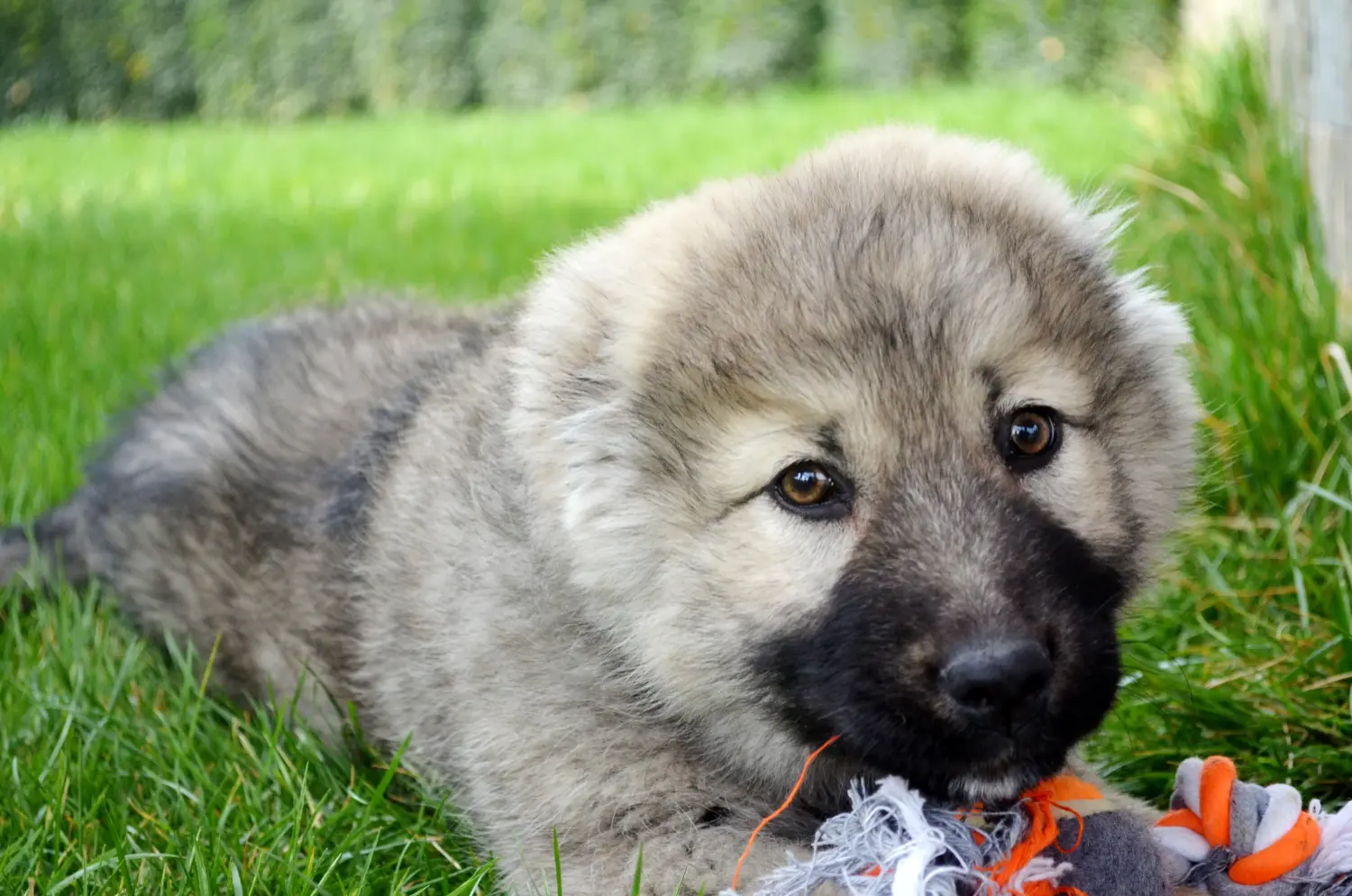 Acheter un chiot berger du Caucase, c'est prendre ses responsabilités ! Acheter un chiot berger du Caucase.