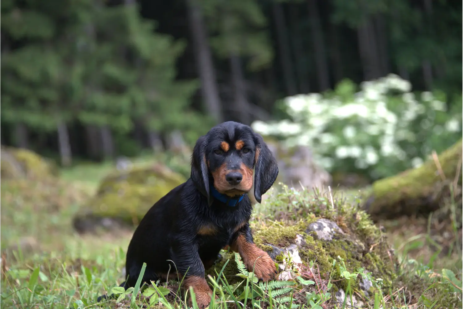 Acheter un chiot Blaireau des Alpes, c'est prendre ses responsabilités ! Acheter des chiots Blaireau des Alpes.