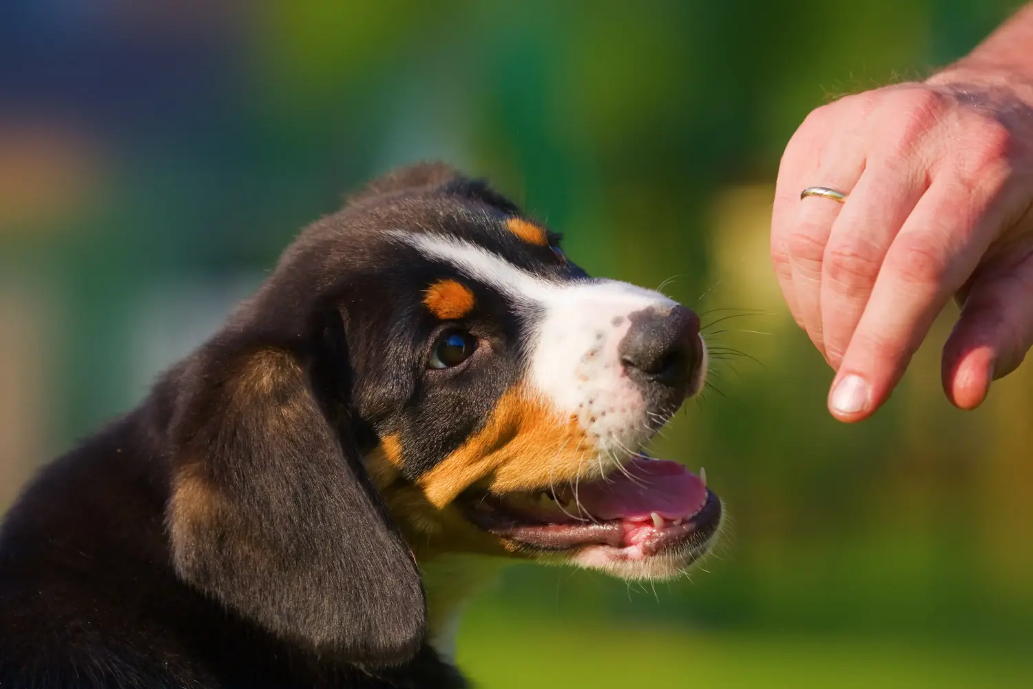 Acheter un chiot bouvier de l'Entlebuch, c'est prendre ses responsabilités ! Acheter un chiot bouvier d'Entlebuch.