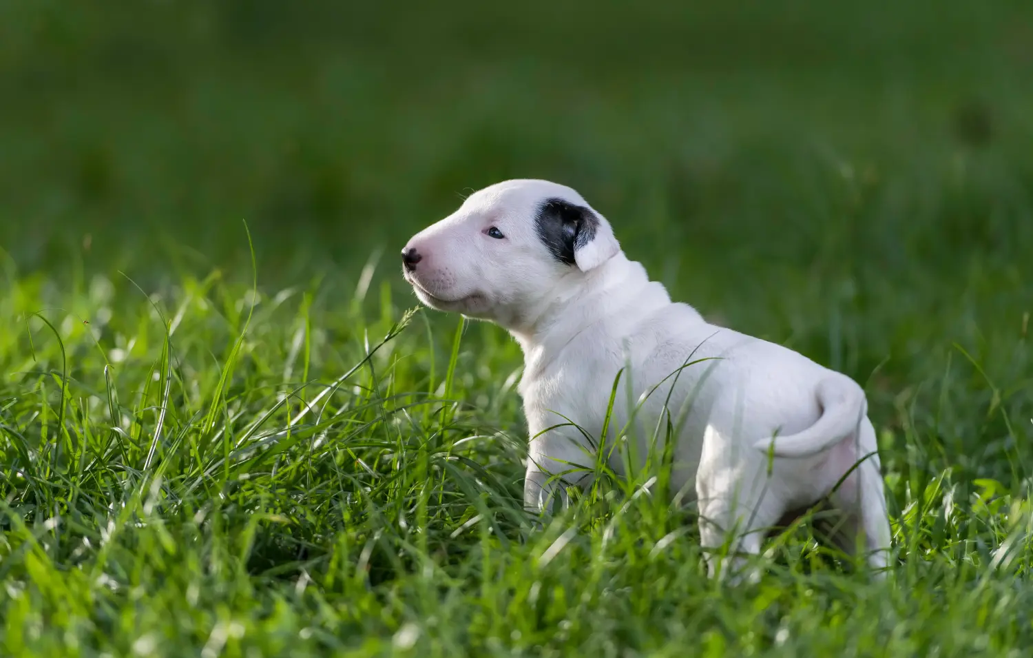 Acheter un chiot Bull Terrier, c'est prendre ses responsabilités ! Acheter un chiot Bull Terrier.