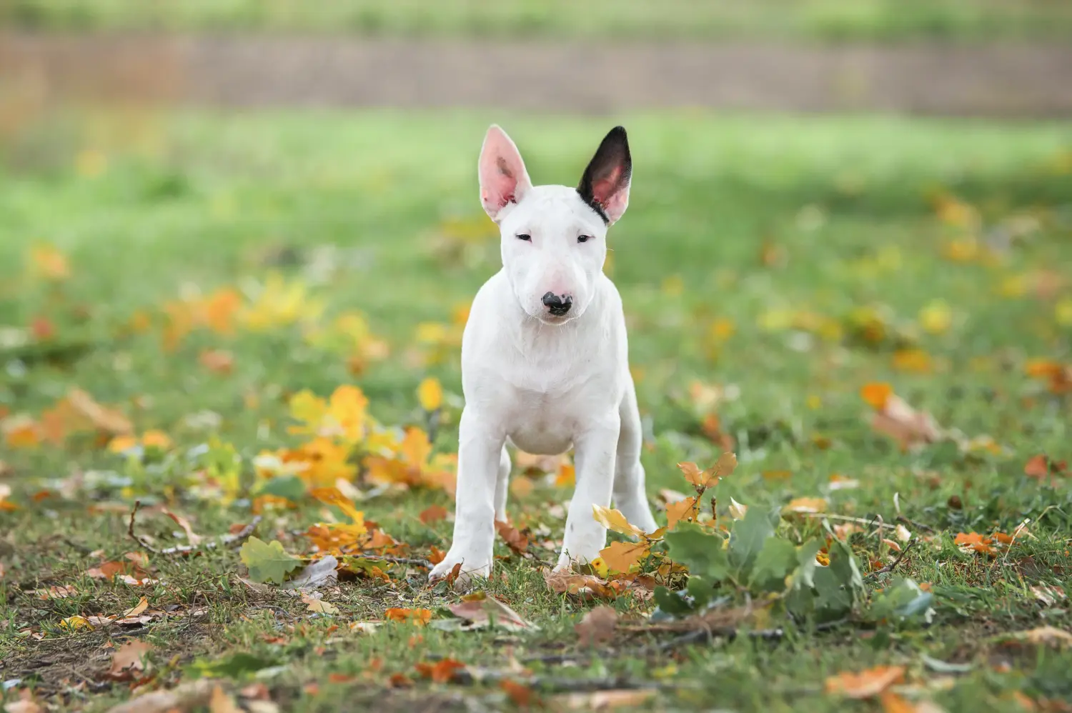 Acheter un chiot Bull Terrier, c'est prendre ses responsabilités ! Acheter un chiot Bull Terrier.