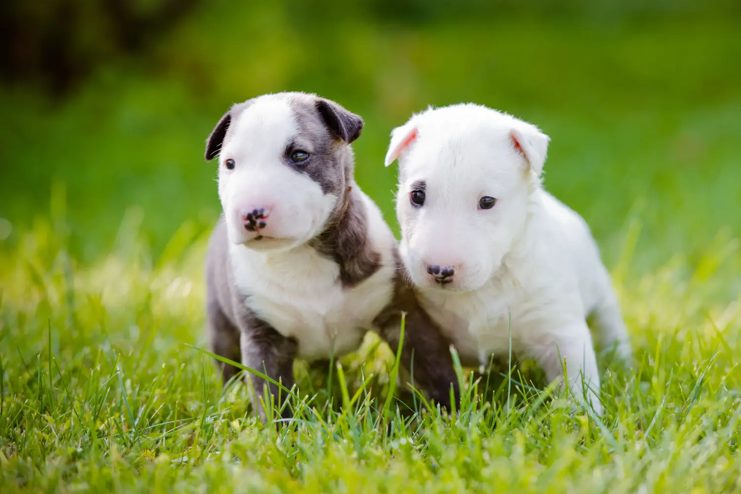 Acheter un chiot Bull Terrier, c'est prendre ses responsabilités ! Acheter un chiot Bull Terrier.