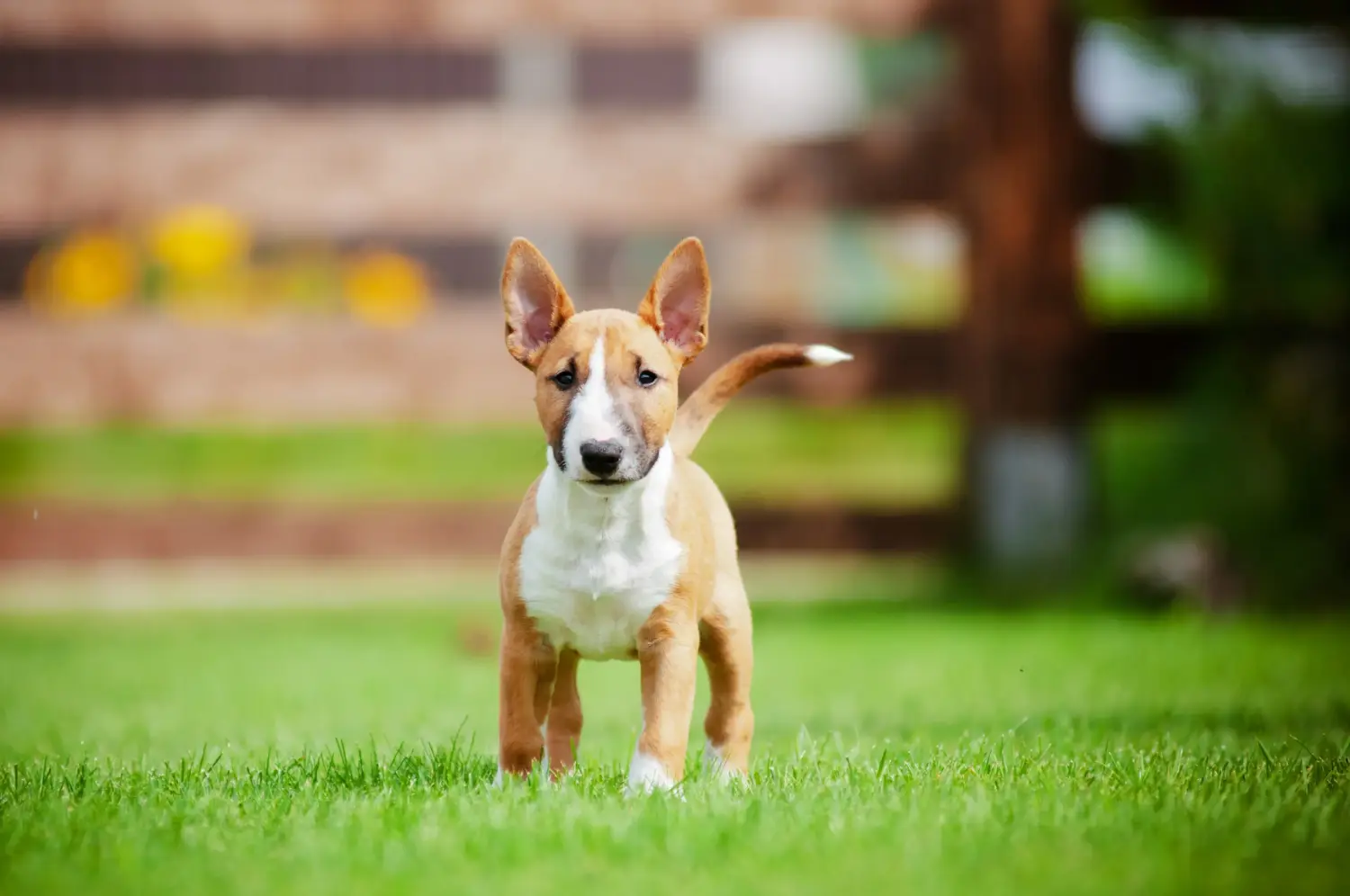 Acheter un chiot Bull Terrier, c'est prendre ses responsabilités ! Acheter un chiot Bull Terrier.