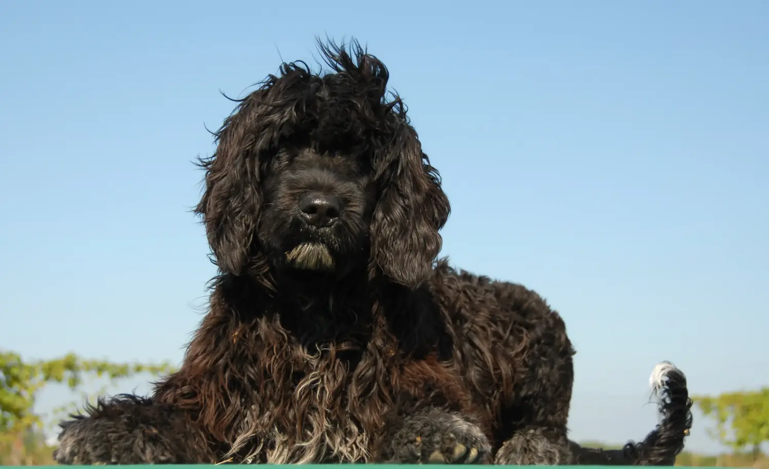 Acheter un chiot Cão de Agua português, c'est prendre ses responsabilités ! Acheter des chiots Cão de Agua português.