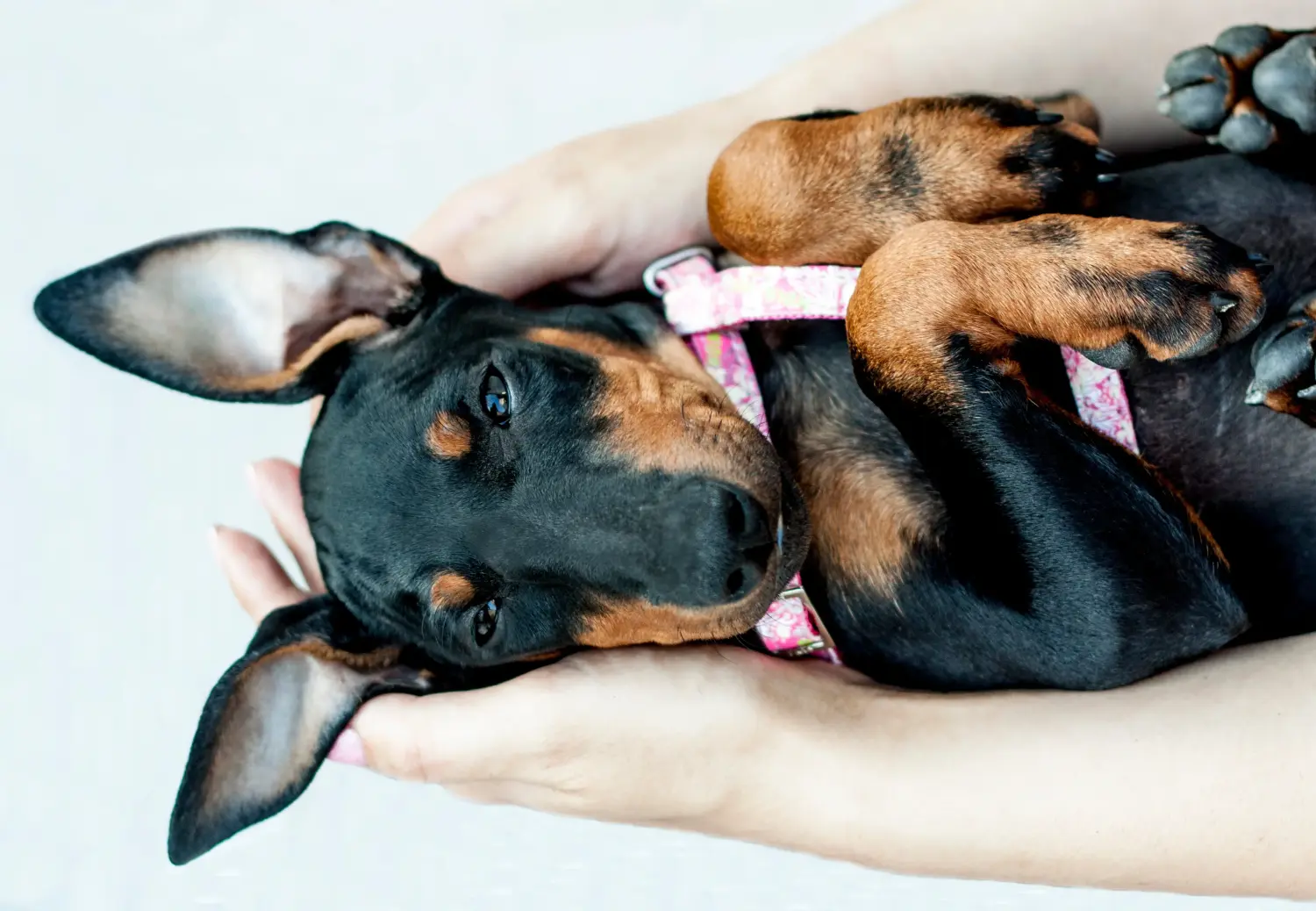 Acheter un chiot Terrier de Manchester, c'est prendre ses responsabilités ! Acheter un chiot Terrier de Manchester.