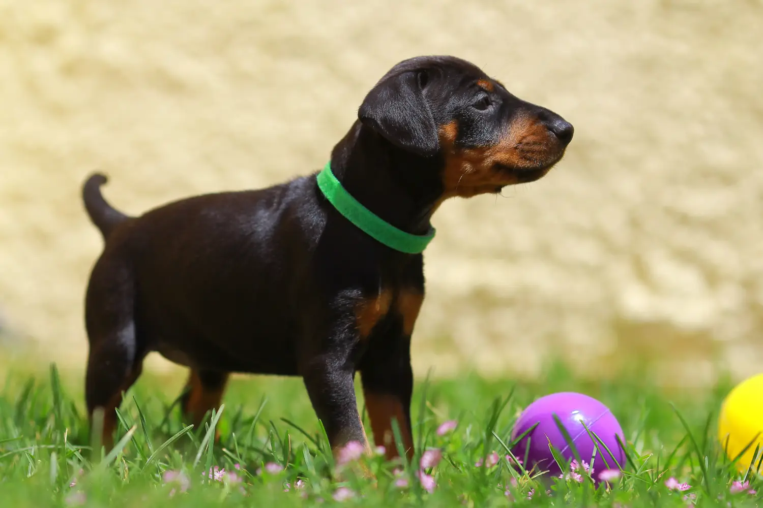 Acheter un chiot Terrier de Manchester, c'est prendre ses responsabilités ! Acheter un chiot Terrier de Manchester.