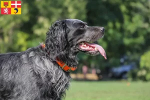Lire la suite à propos de l’article Éleveurs d’Epagneul Bleu de Picardie et chiots en Auvergne-Rhône-Alpes