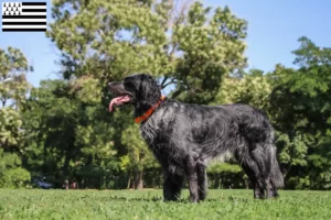 Lire la suite à propos de l’article Éleveurs d’Epagneul Bleu de Picardie et chiots en Bretagne