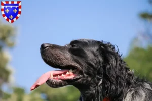 Lire la suite à propos de l’article Éleveurs d’Epagneul Bleu de Picardie et chiots en Centre-Val de Loire