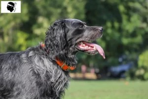 Lire la suite à propos de l’article Éleveurs d’Epagneul Bleu de Picardie et chiots en Corse