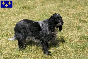 Lire la suite à propos de l’article Éleveurs d’Epagneul Bleu de Picardie et chiots en Île-de-France