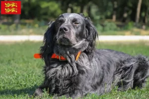 Lire la suite à propos de l’article Éleveurs d’Epagneul Bleu de Picardie et chiots en Normandie