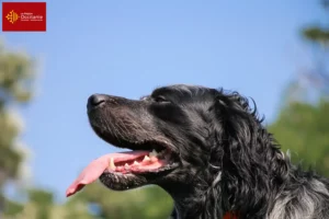 Lire la suite à propos de l’article Éleveurs d’Epagneul Bleu de Picardie et chiots en Occitanie