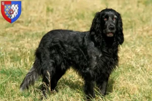 Lire la suite à propos de l’article Éleveurs d’Epagneul Bleu de Picardie et chiots en Pays de la Loire