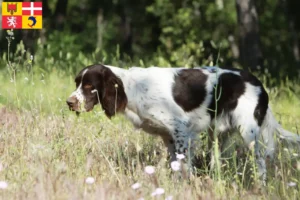 Lire la suite à propos de l’article Éleveurs d’Épagneul français et chiots en Auvergne-Rhône-Alpes