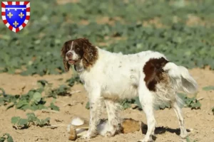 Lire la suite à propos de l’article Éleveurs d’Épagneul français et chiots en Centre-Val de Loire