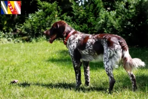 Lire la suite à propos de l’article Épagneul français Éleveurs et chiots en Grand Est